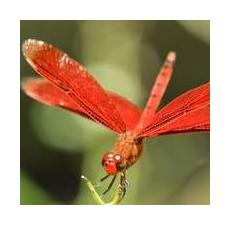 红蜻蜓 Red Dragonfly
