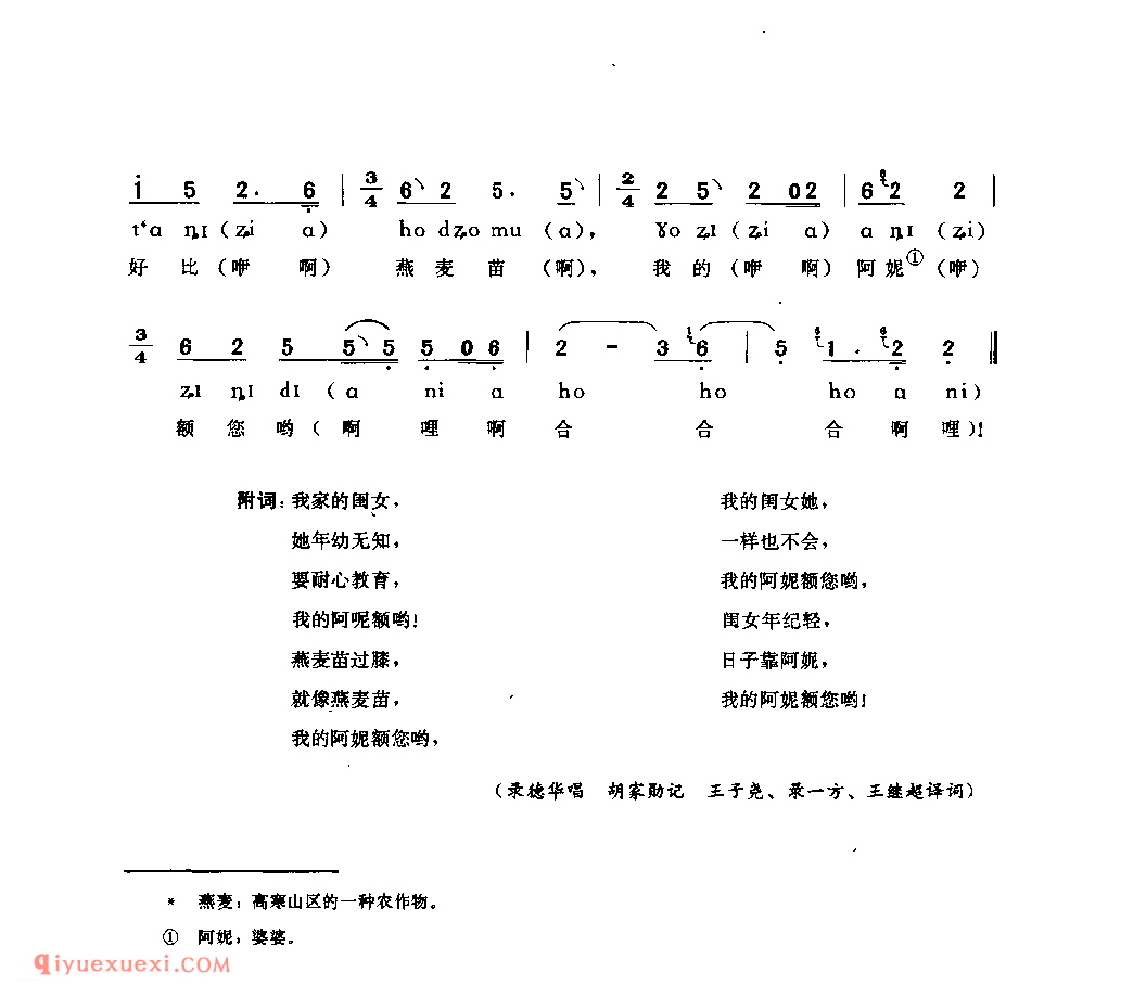 燕麦苗过膝