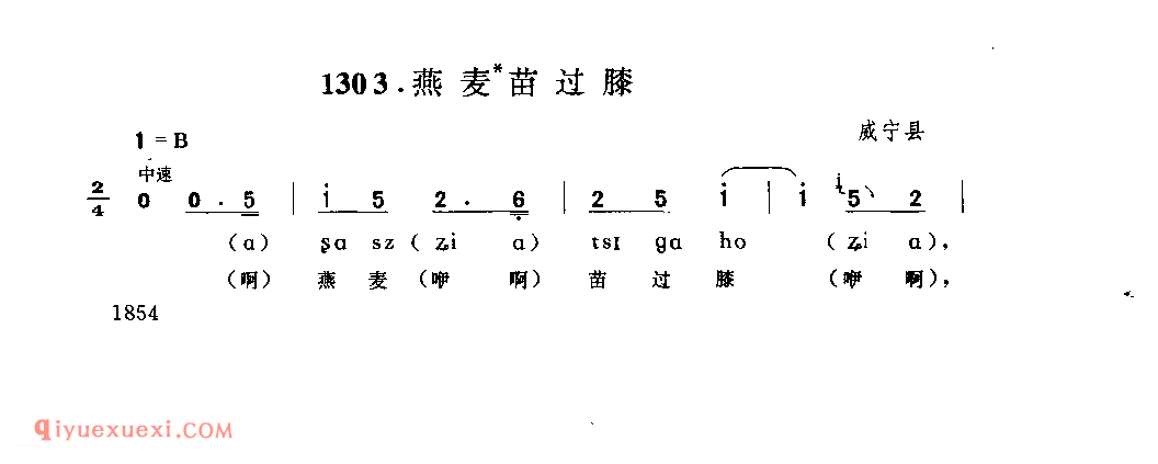 燕麦苗过膝