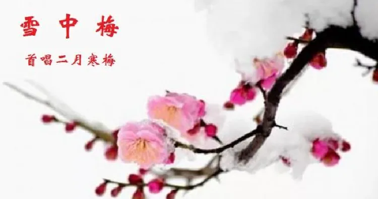 雪中梅