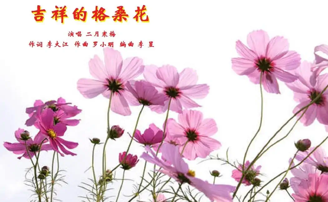 吉祥的格桑花