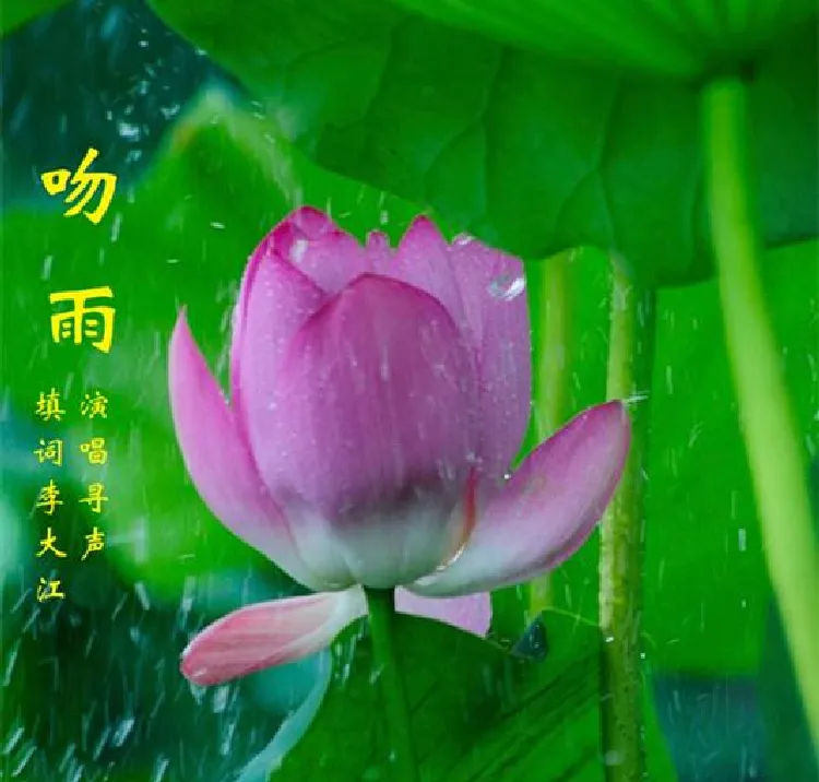 吻雨