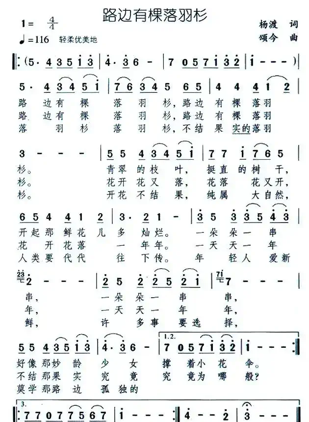 路边有棵落羽杉