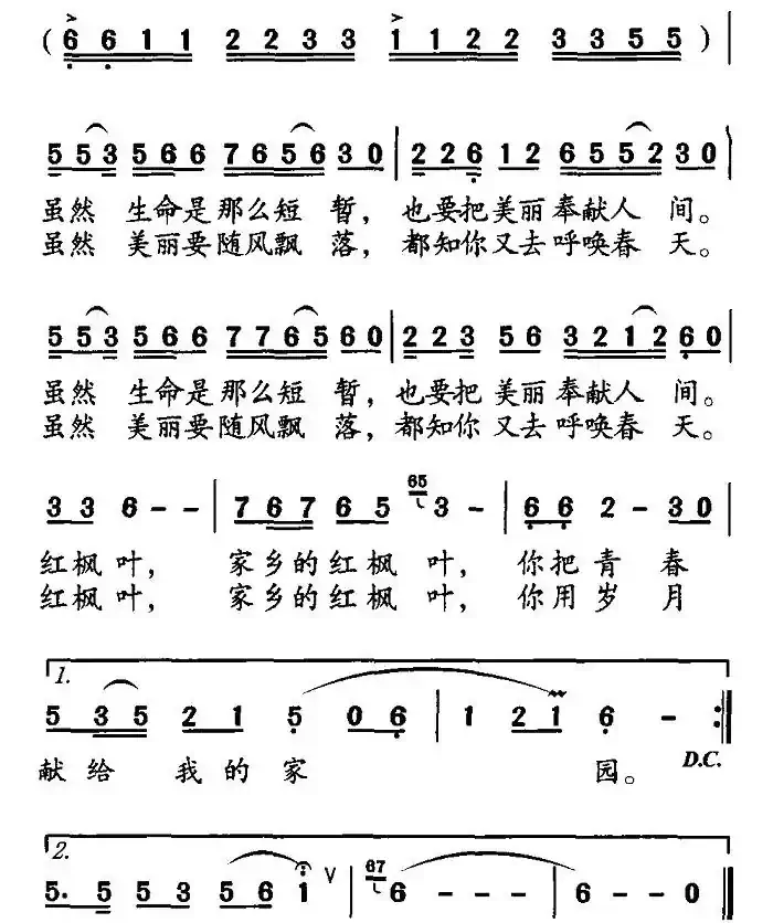 家乡的枫叶